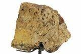 Dinosaur (Triceratops) Frill Shield Section w/ Stand - South Dakota #363564-1